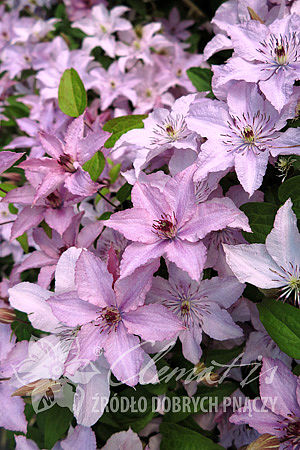 Клематис гибридный Хагли Хибрид